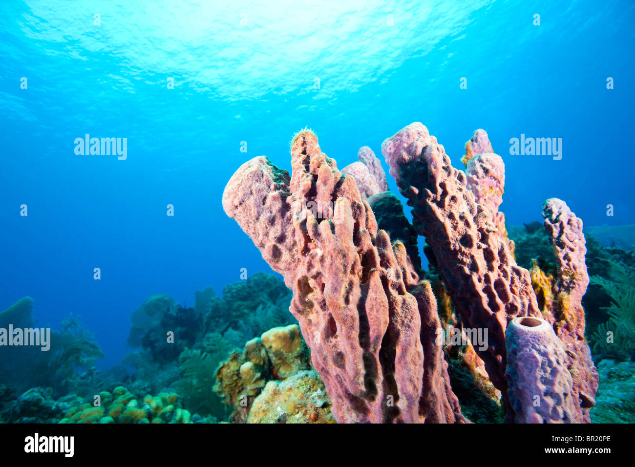 Large pristine Tube Sponges, Tortola, British Virgin Islands, Caribbean Stock Photo