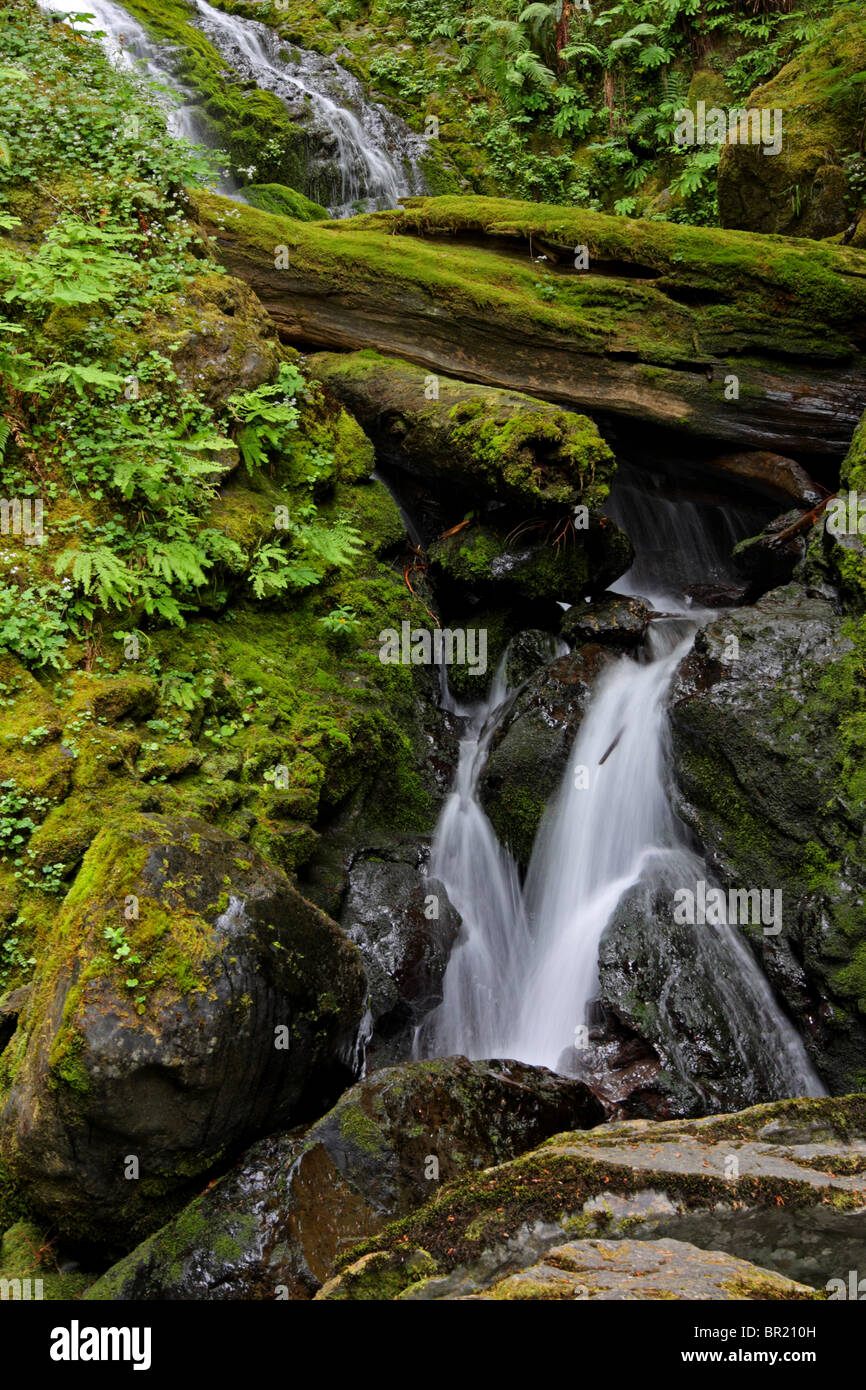 bunch-creek-falls-is-located-in-the-quinault-rainforest-of-olympic