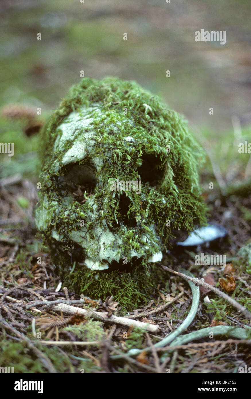 Remains of human skull. Acous Peninsula, Vancouver Island, British Columbia, Canada Stock Photo