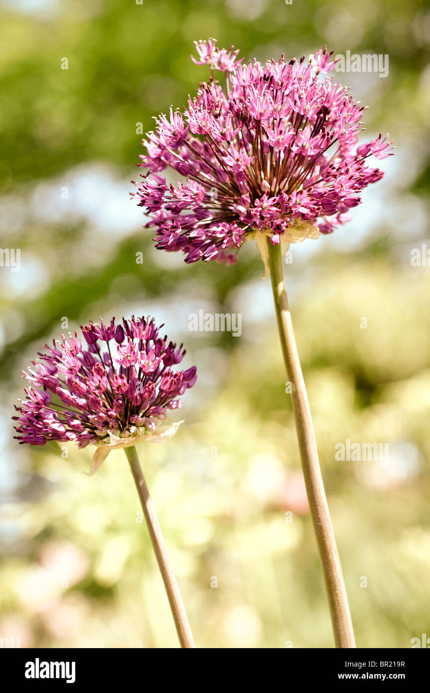 Allium Globemaster flower Stock Photo Alamy