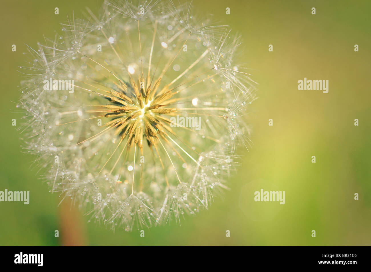 Artistic dandelion hi-res stock photography and images - Alamy
