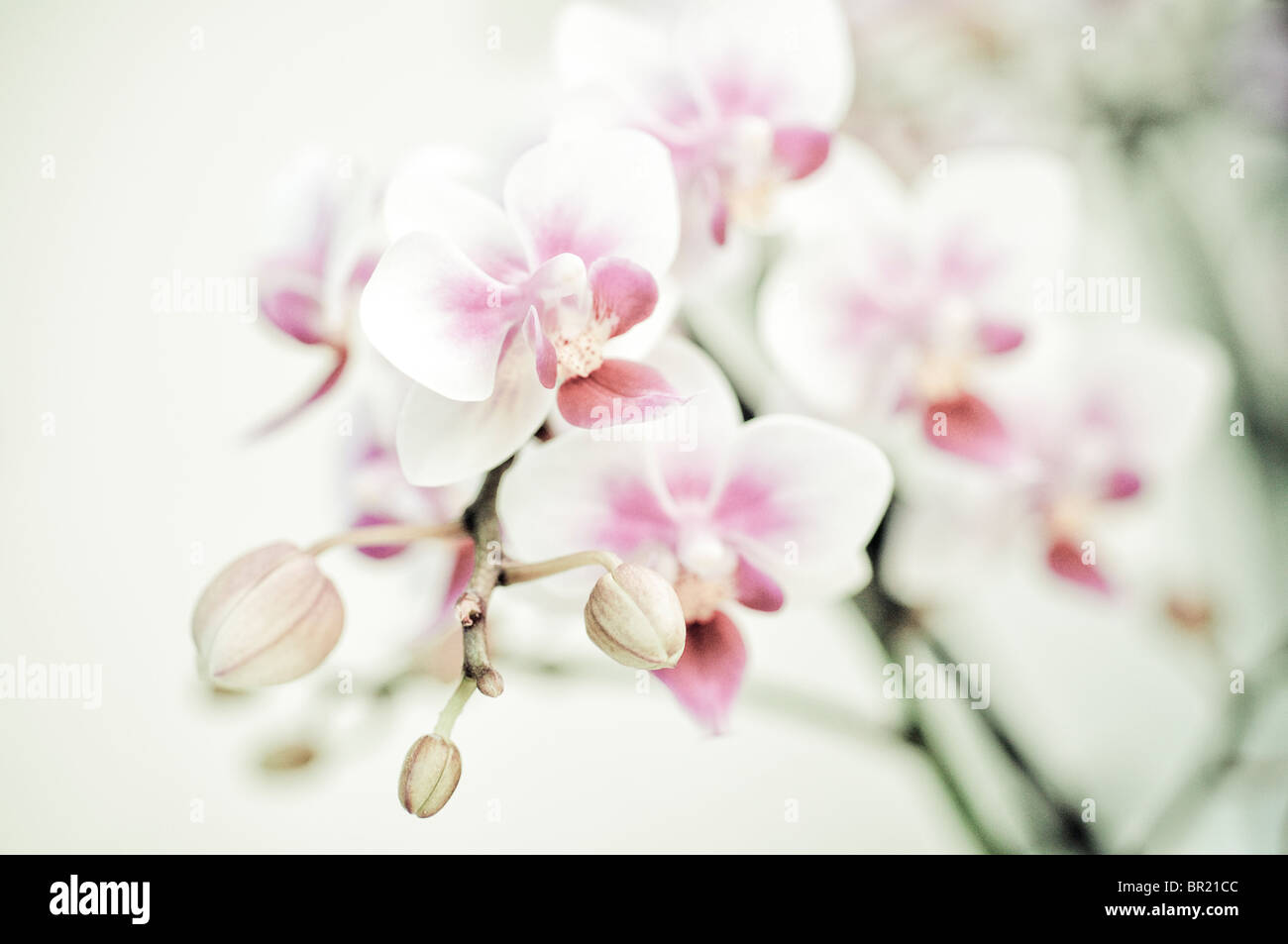 White orchid in pink hi-res stock photography and images - Alamy