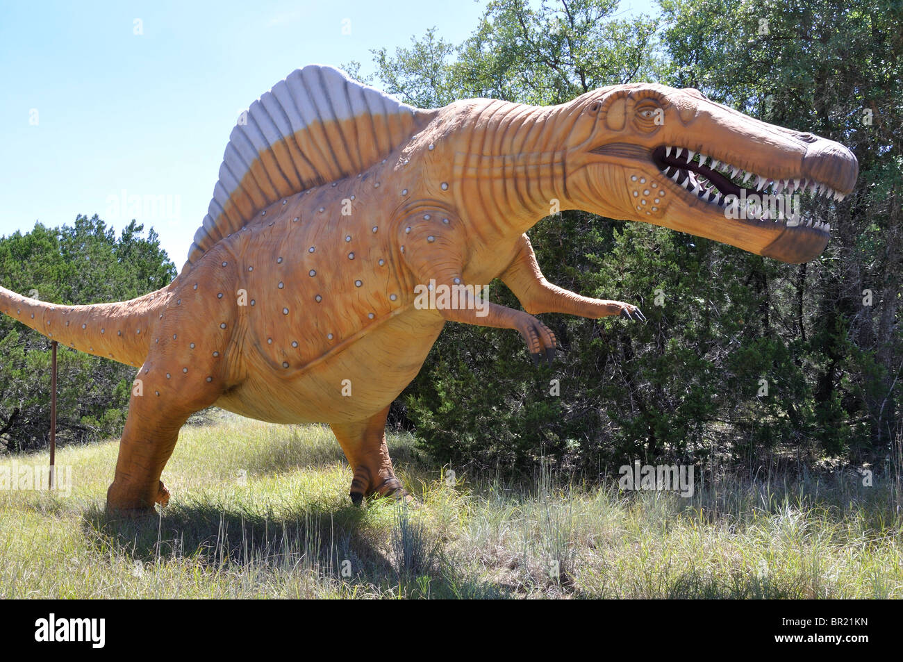 Spinosaurus, Dinosaur World, Glen Rose, Texas, USA Stock Photo