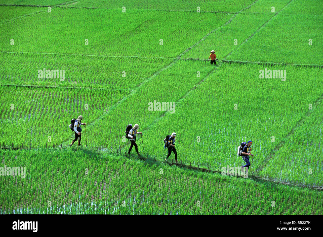 A team hiking through rice paddies in during an adventure race in ...