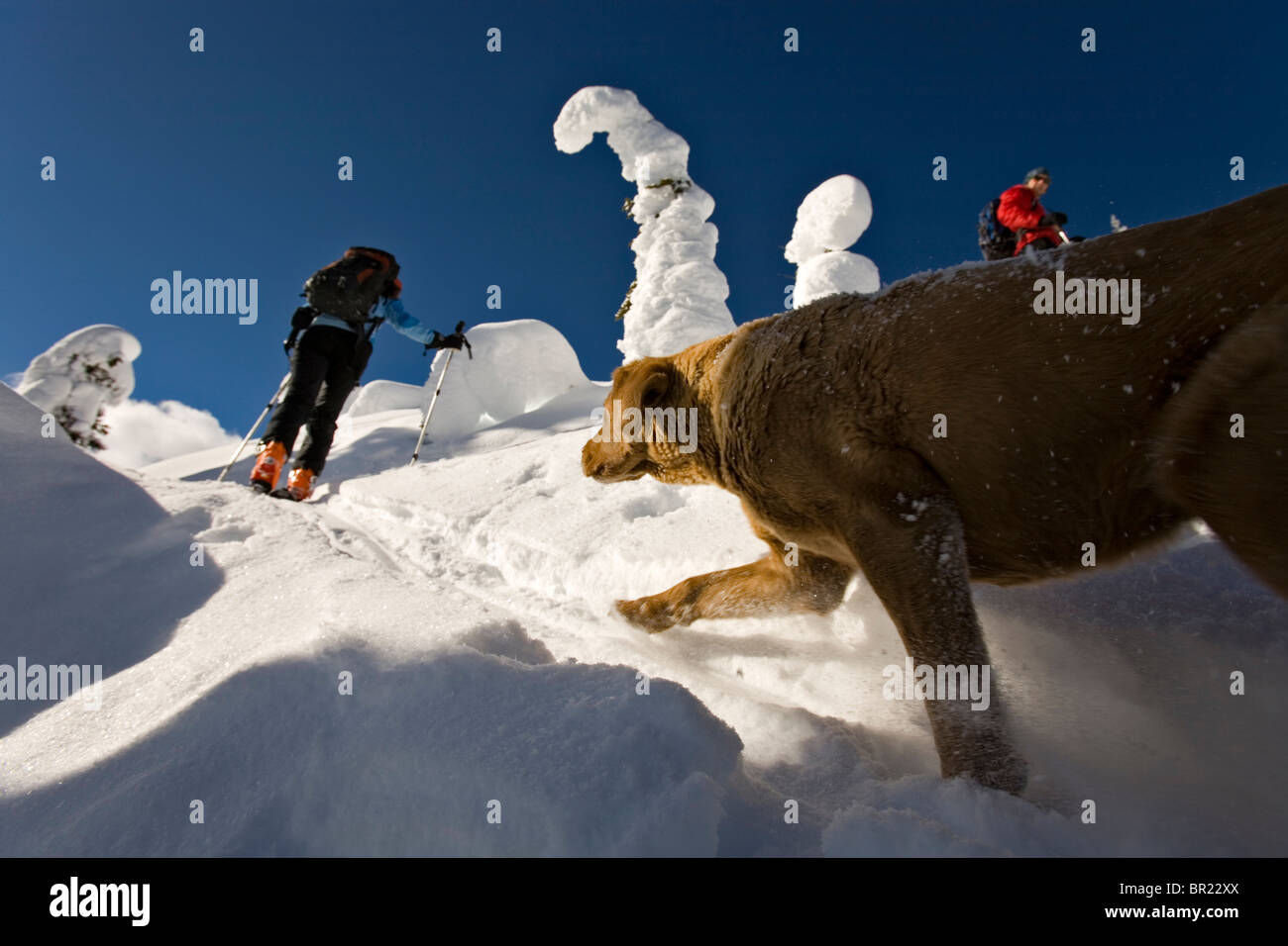 two people and a dog ski touring, Valhalla Mountain Touring Lodge, British Columbia, Canada Stock Photo