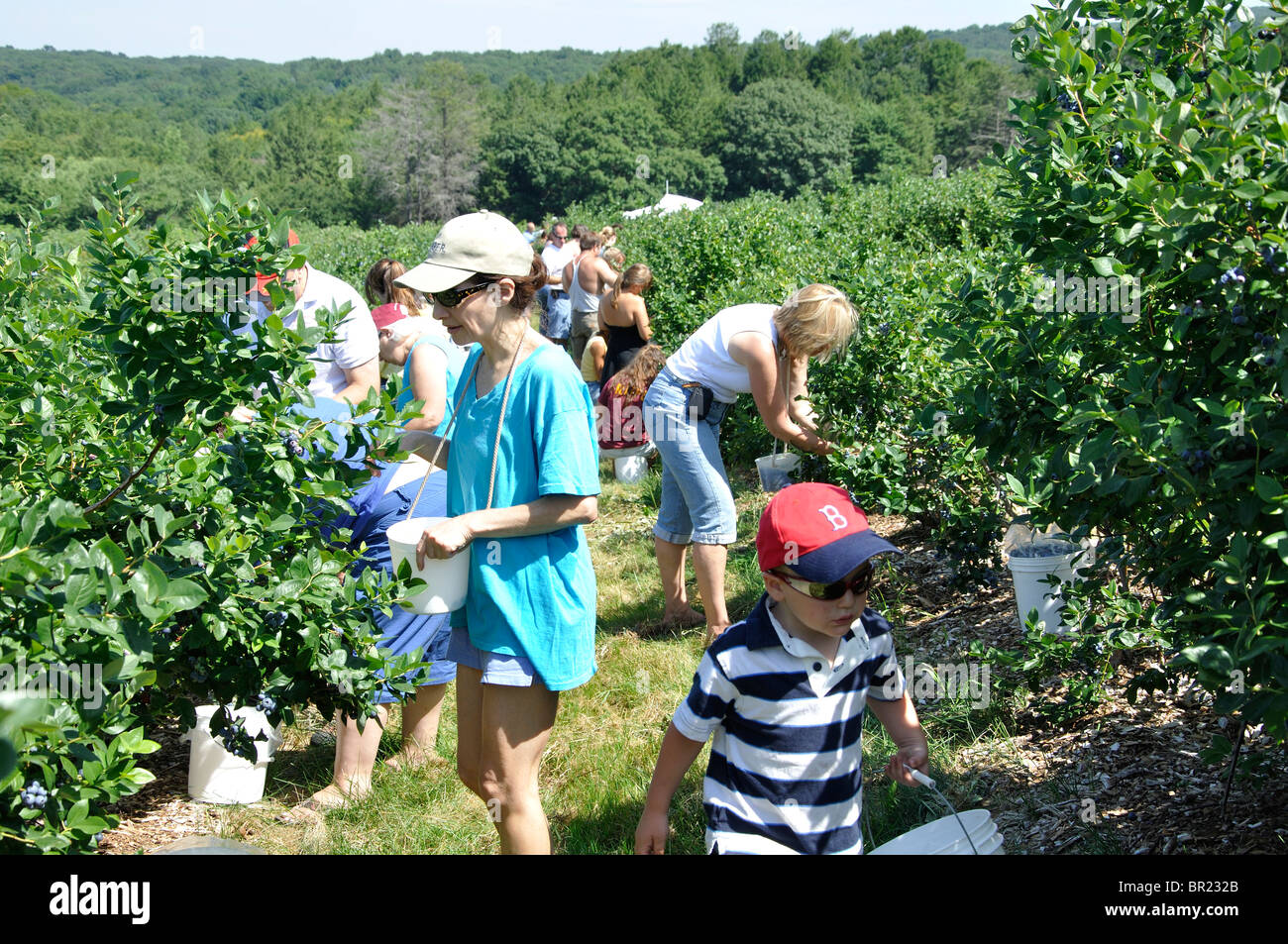 Picking blueberries on blueberry farm, New England, Connecticut, USA