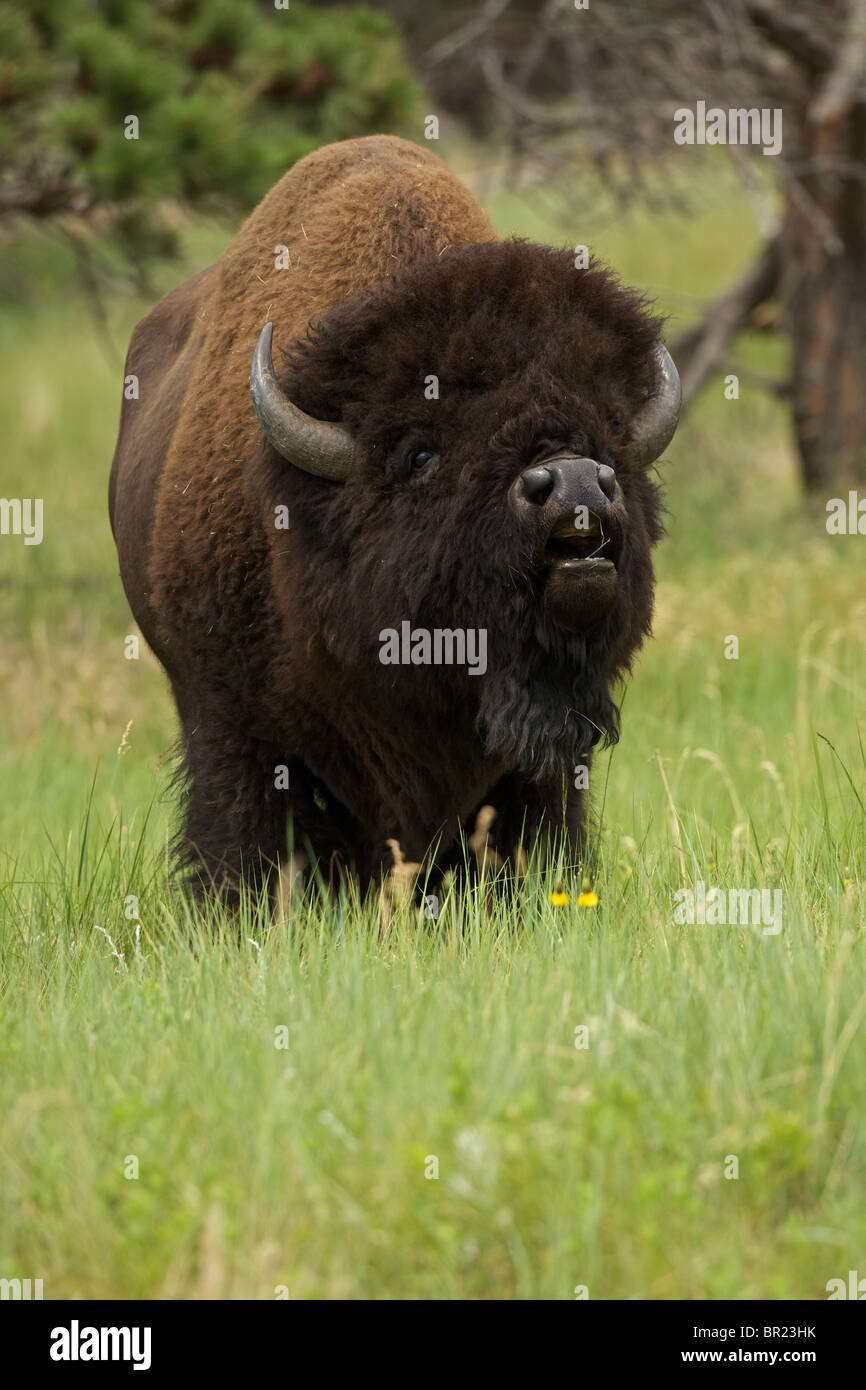 American Bison (Bison bison) Wyoming - Male in rut - Commonly called buffalo Stock Photo