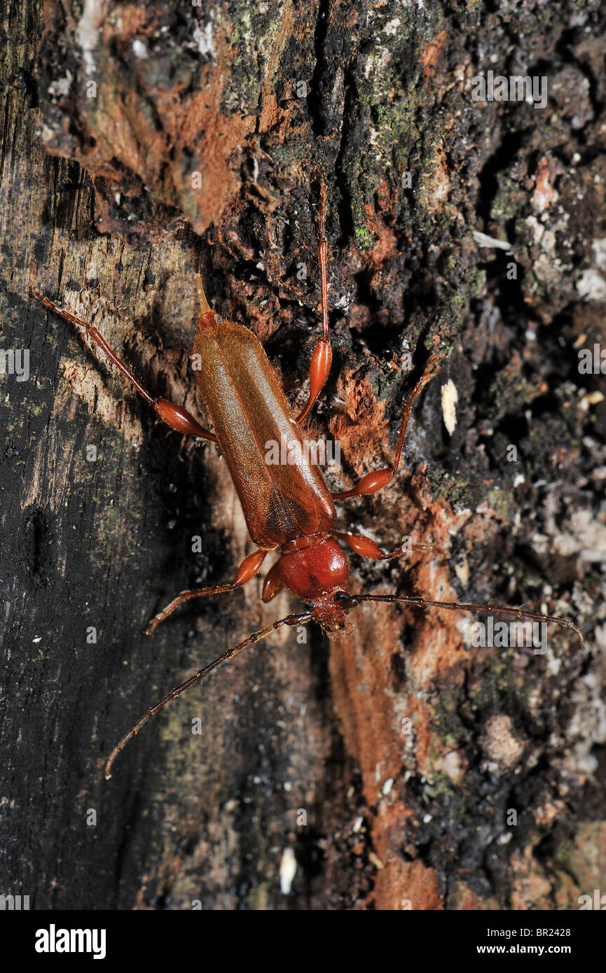 Tanbark Borer - Violet Tanbark Beetle (Phymatodes testaceus) - brown form - Bark & wood borer insect Stock Photo