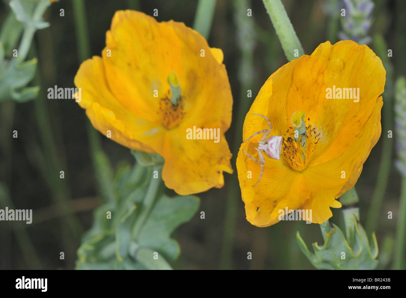 Flower crab spider (Thomisus onustus) lying in wait for prey on a yellow hornpoppy's flower in summer Stock Photo