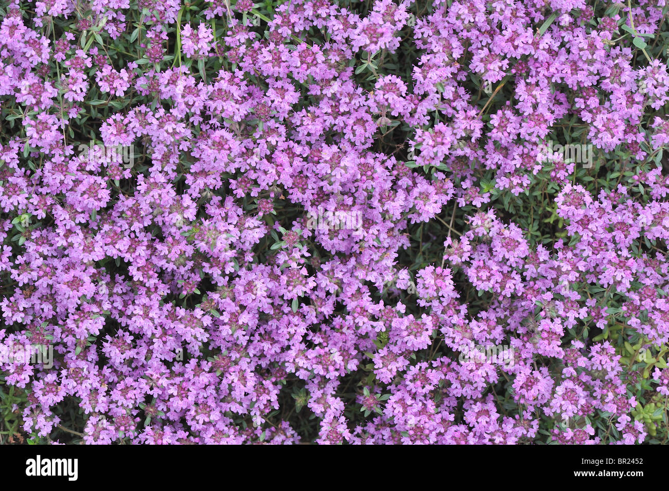 Creeping Thyme - Wild Thyme (Thymus serpyllum) flowering at spring - Cevennes - France Stock Photo