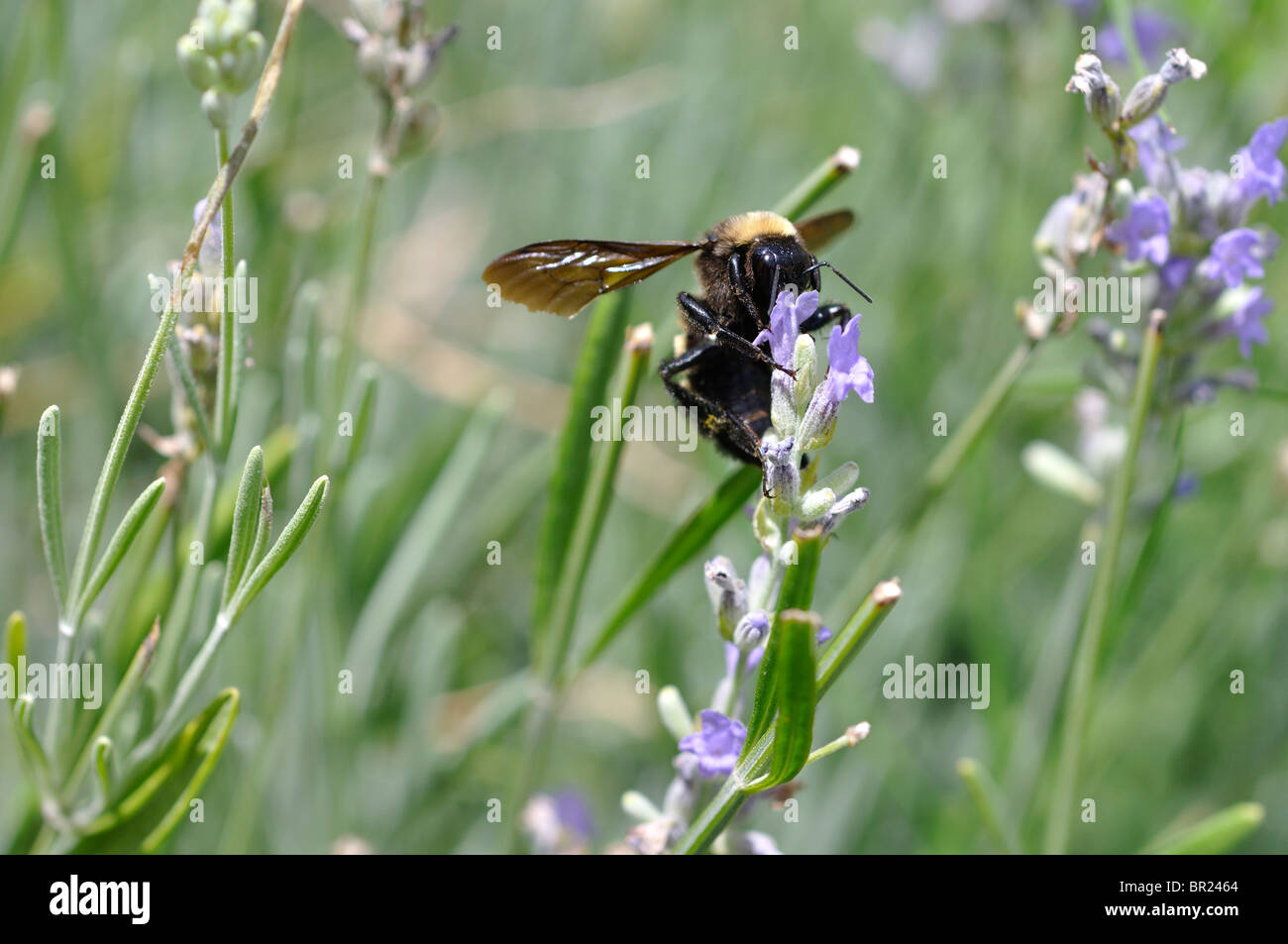 Bee collecting pollen from lavender flowers Stock Photo