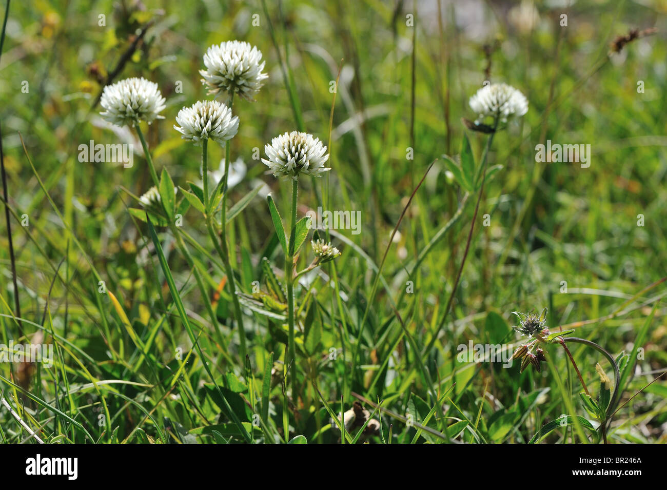 Mountain clover (Trifolium montanum) flowering at spring - Cevennes - France Stock Photo