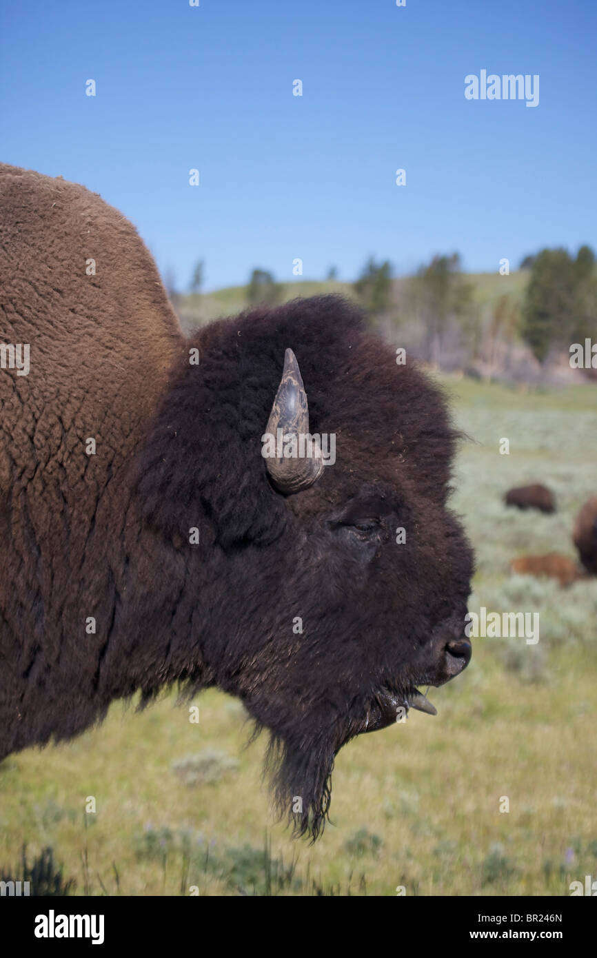 American Bison (Bison bison) Wyoming Male in rut Commonly called buffalo Stock Photo Alamy