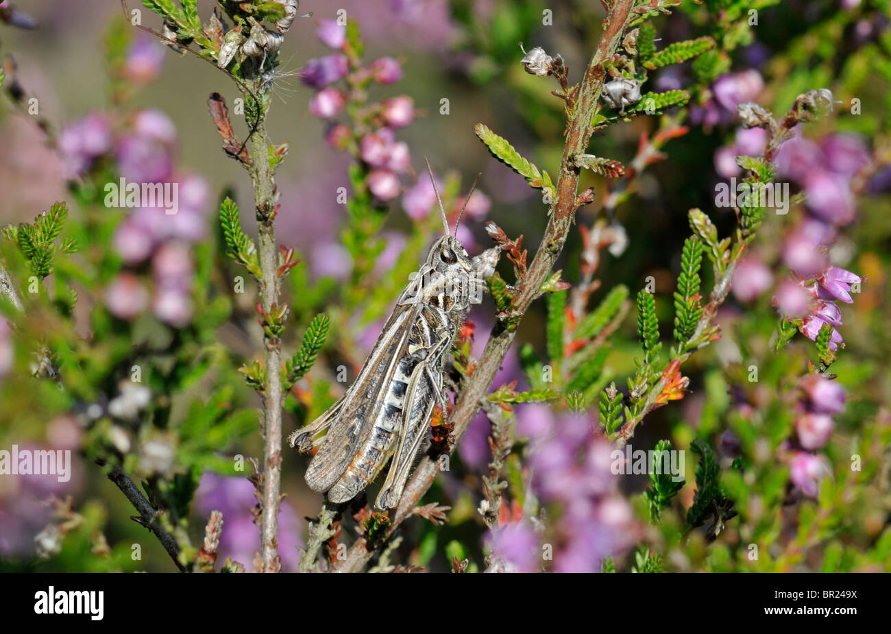 Common Field Grasshopper: Chorthippus brunneus Stock Photo