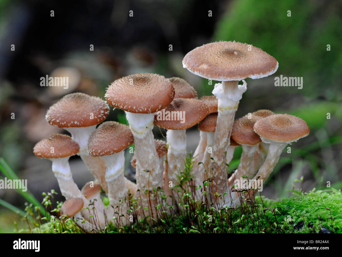 Honey Fungus: Armillaria mellea Stock Photo