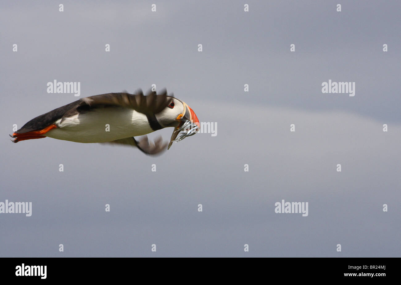 Atlantic Puffin (Fratercula Arctica) flying back to its burrow with sand eels in its beak.   Farne Islands, Northumberland. Stock Photo