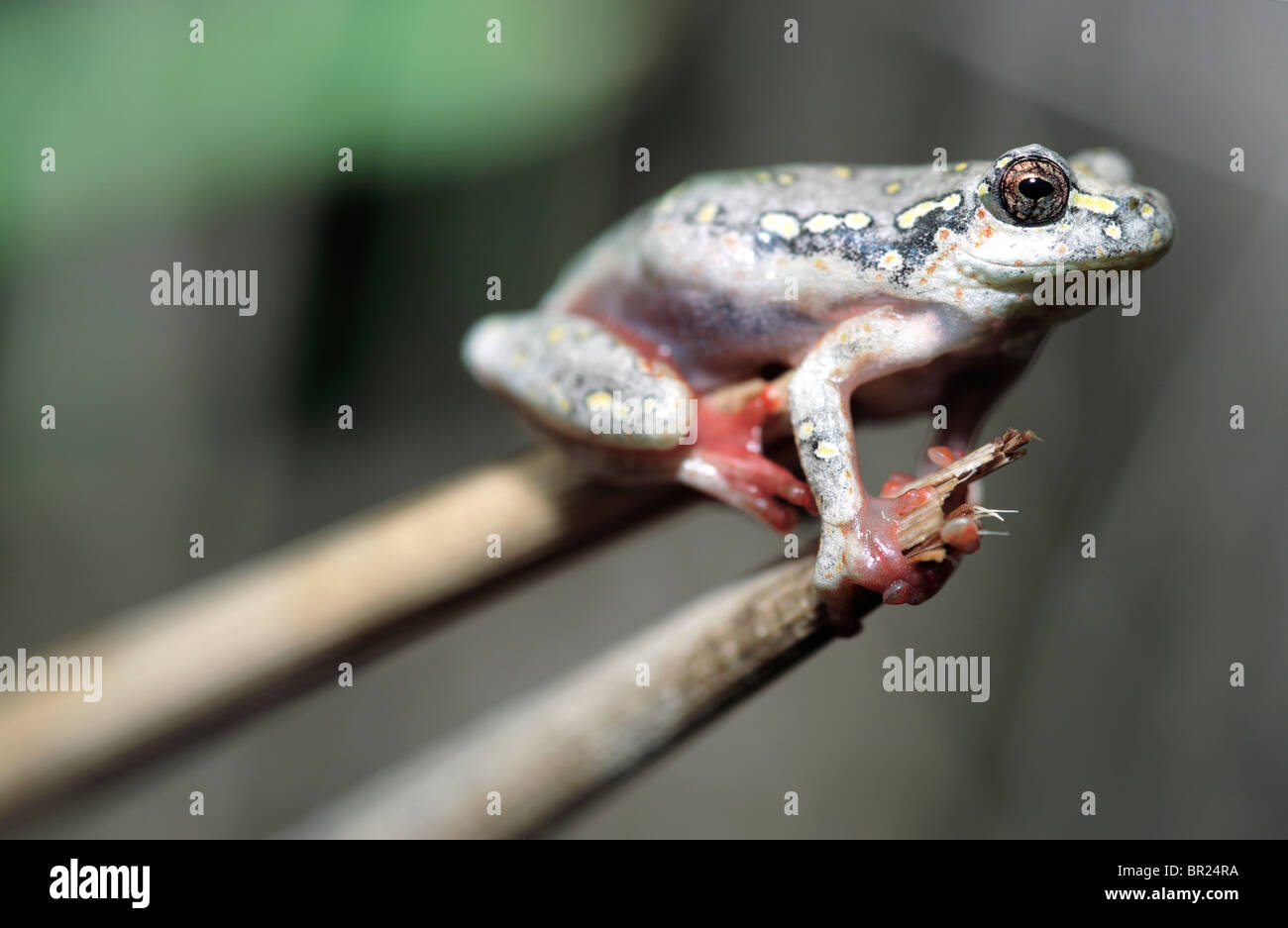 Painted reed frog Stock Photo