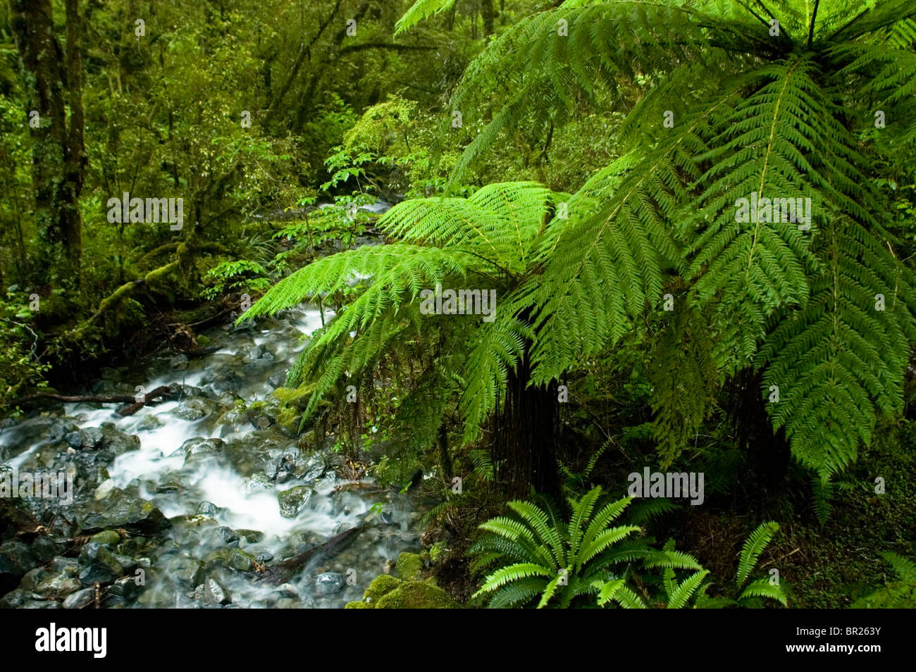 Tre fern tree ferns hi-res stock photography and images - Alamy