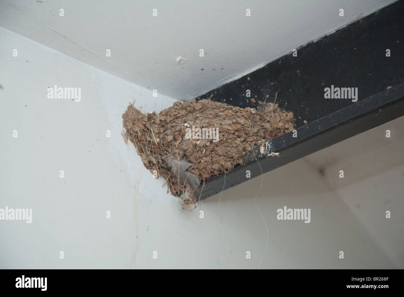 Swallows nest on a roof steel. Hampshire, England. U.K Stock Photo Alamy