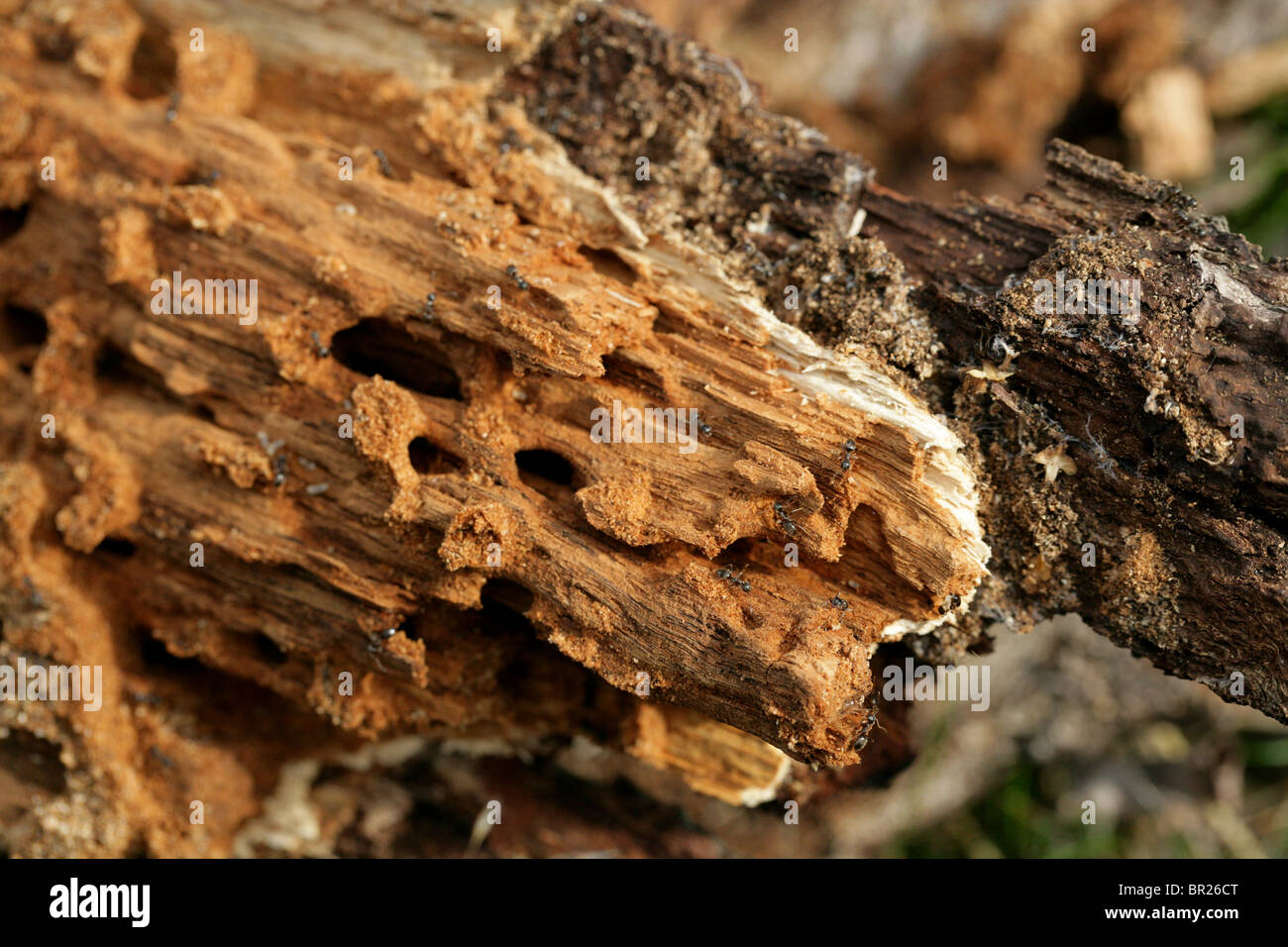 Black Ant Nest in an Old Dead Tree, Lasius niger, Lasiini, Formicinae, Formicidae, Vespoidea, Apocrita, Hymenoptera Stock Photo