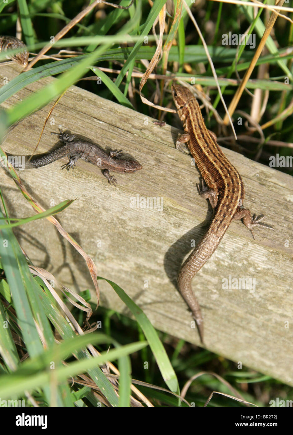Female and Juvenile Common or Viviparous Lizard, Zootoca vivipara, Lacertidae, Lacertilia, Squamata, Reptilia. Stock Photo
