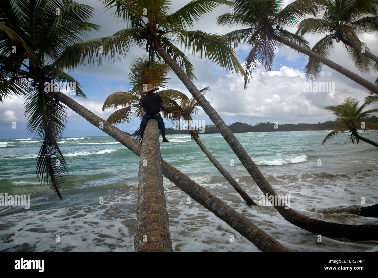 A man rests in a palm tree overlooking the ocean Stock Photo