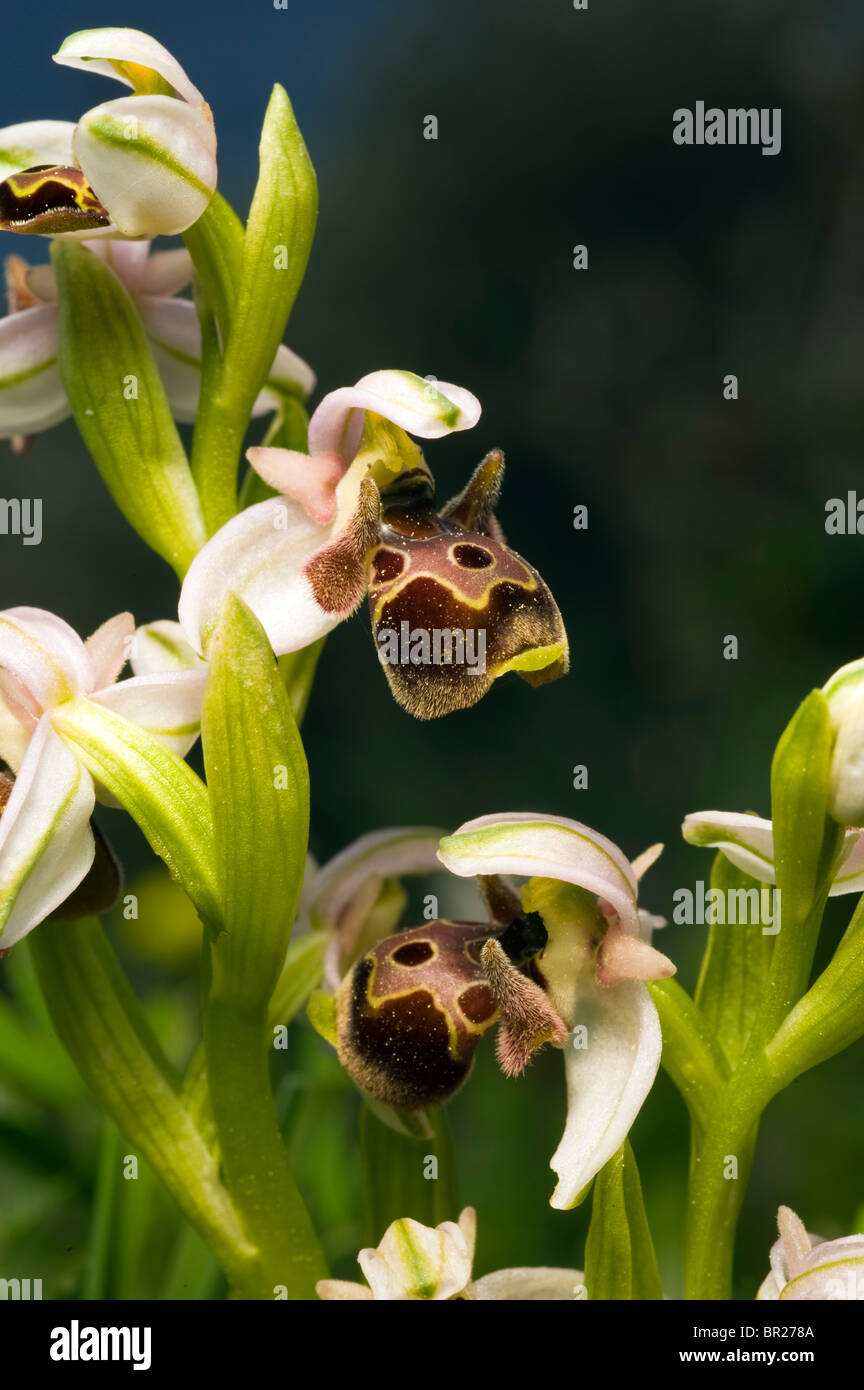 Wild orchid Ophrys umbilicata Karaburun Turkey Stock Photo