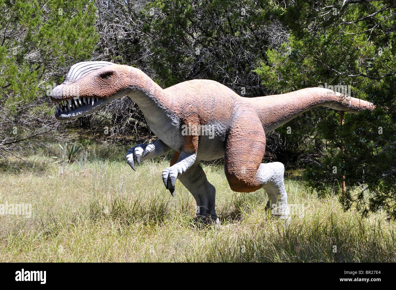 Liliensternus hires stock photography and images Alamy