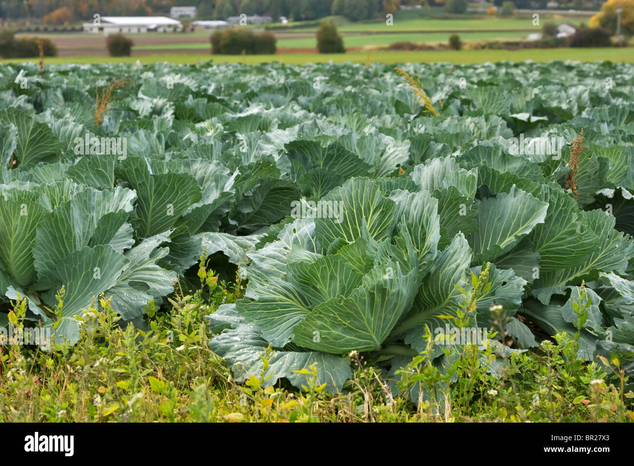 Field of cabbages in autumn, Vancouver Island, British Columbia Stock Photo
