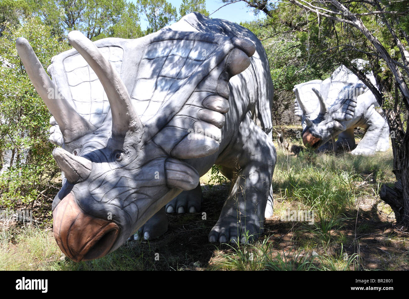 Dinosaur dinosaurs dino chasmosaurus world museum exhibition glen rose