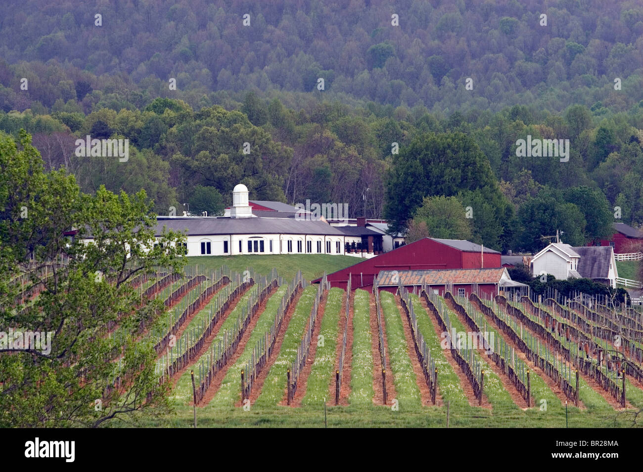 View of a winery in Barboursville, Virginia. Stock Photo