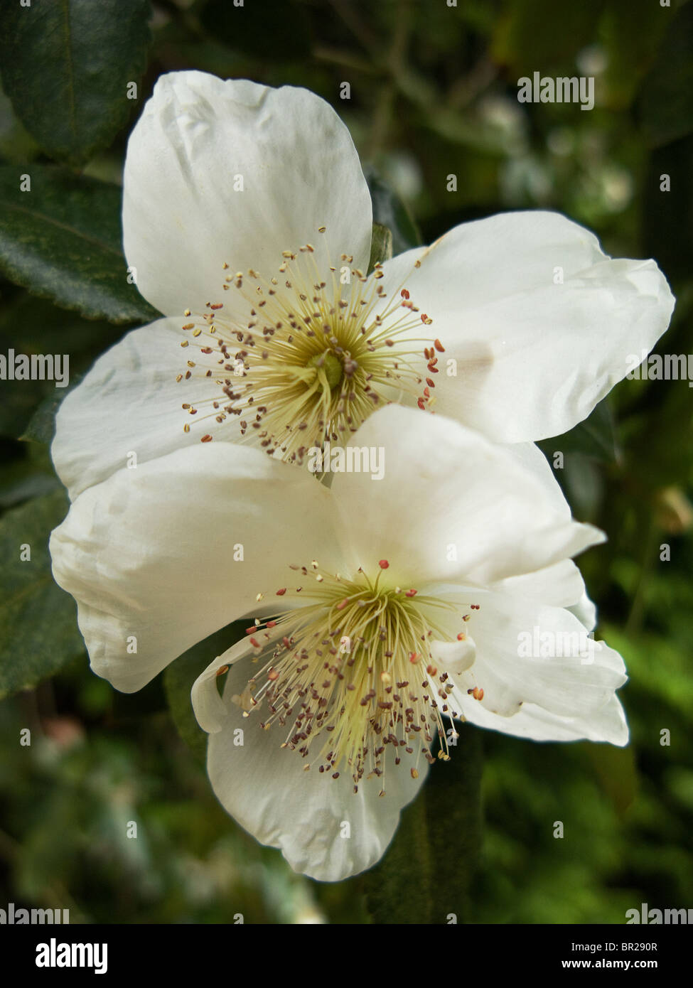 Eucryphia Cordifolia Flower Close up Stock Photo