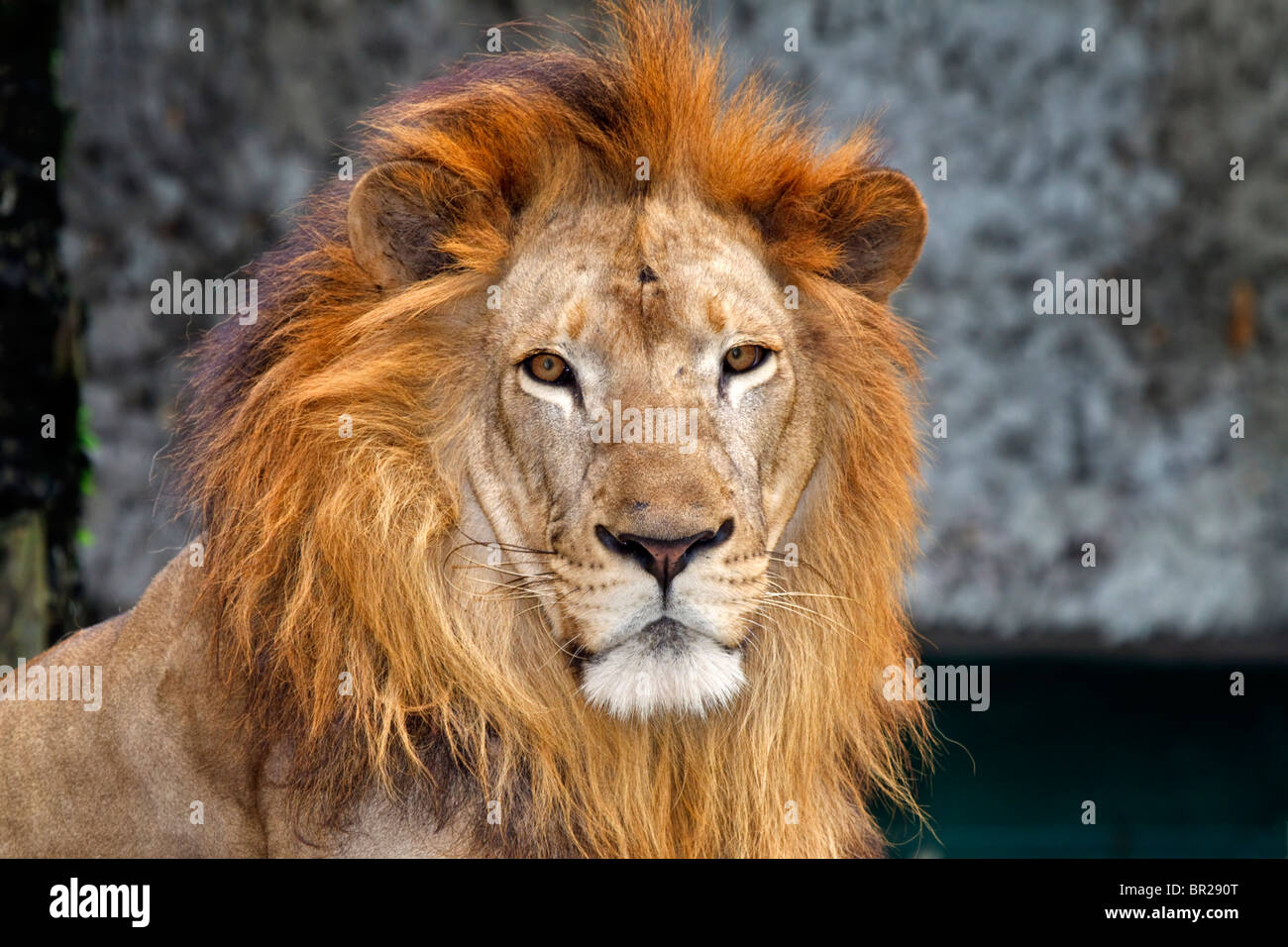 Asiatic Lion Stock Photo