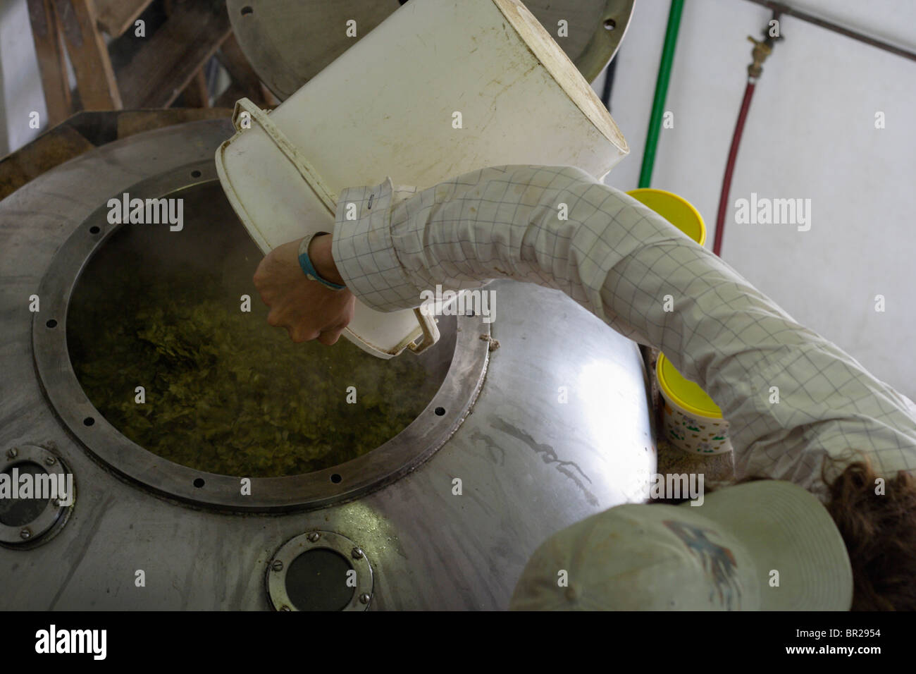 A brewer adds hops to the beer as it boils in the kettle of a microbrewery. Stock Photo