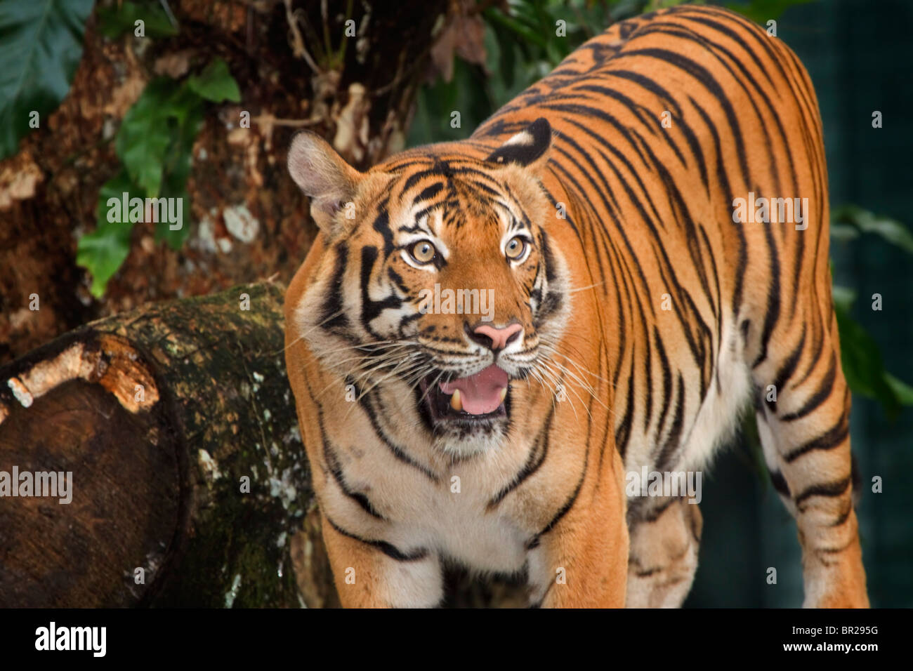 Malayan Tiger, a recently identified subspecies of tiger, found only in Thailand and peninsular Malaysia. Stock Photo