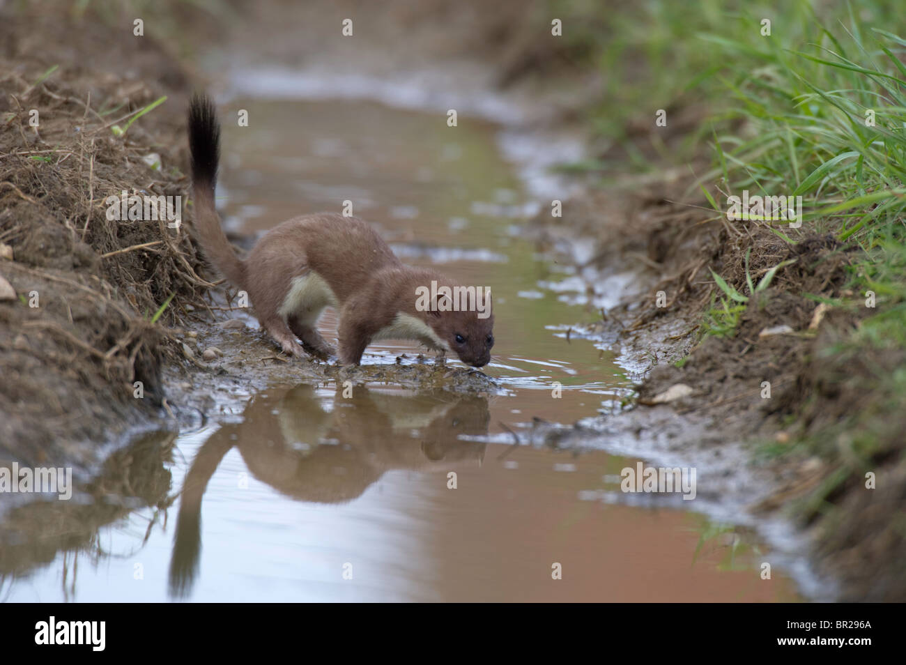Stoat (Mustela erminea) drinking from a pool formed in a tractor wheeling. Stock Photo