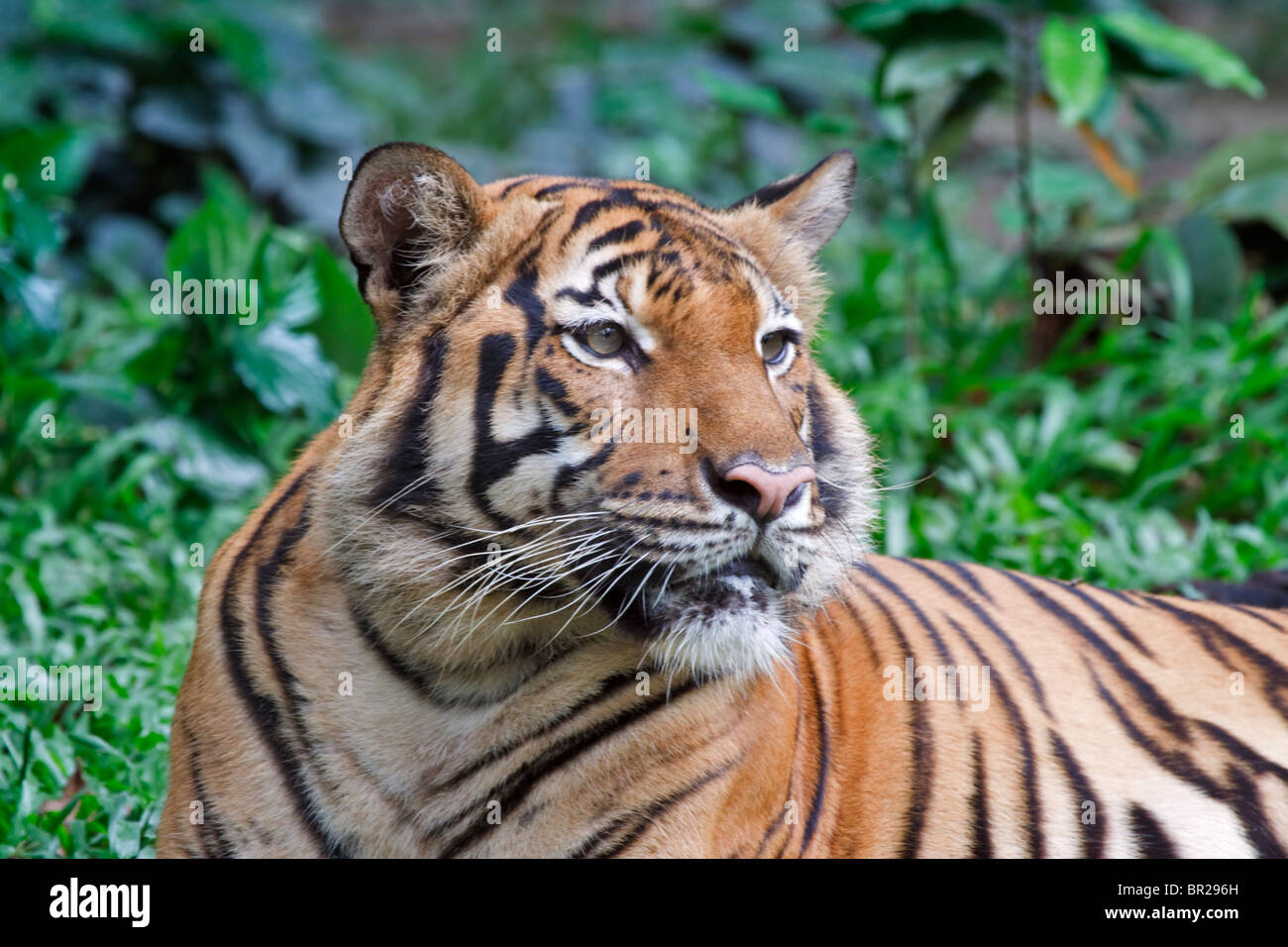 Malayan Tiger a recently identified subspecies found in Malaysia and Thailand. Endangered species. Stock Photo