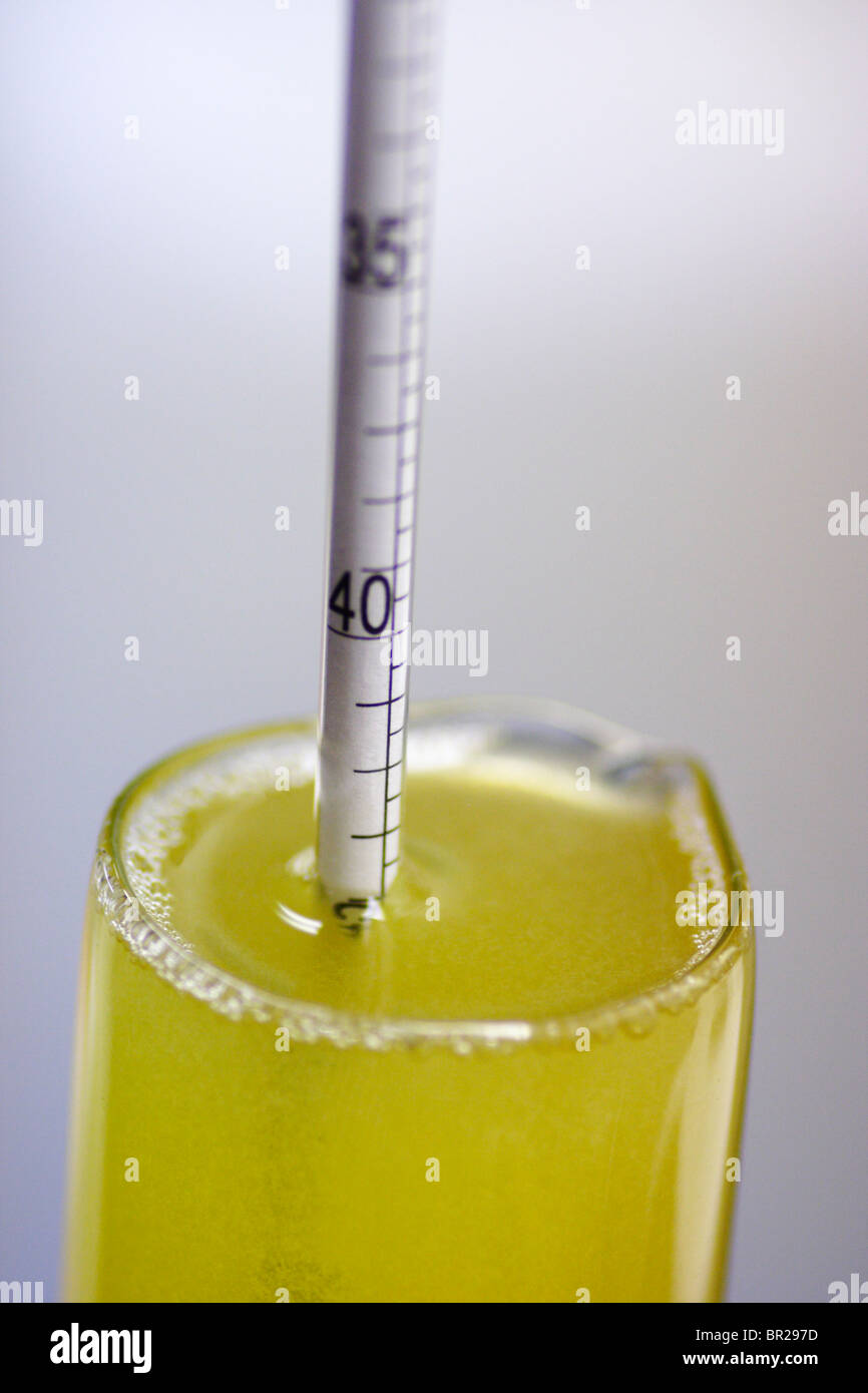 An hydrometer being used to check the original gravity of beer Stock