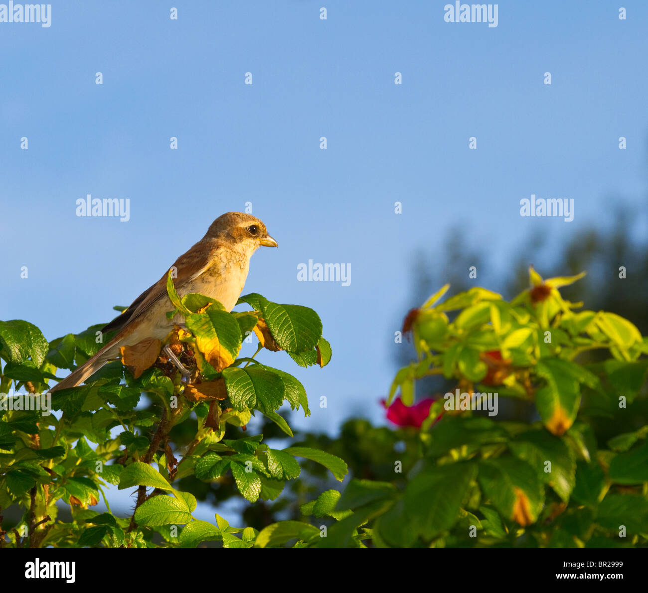 bird on a branch Stock Photo