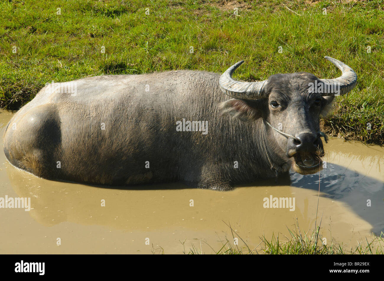 water buffalo in the mud on Don Khone Island in Laos Stock Photo