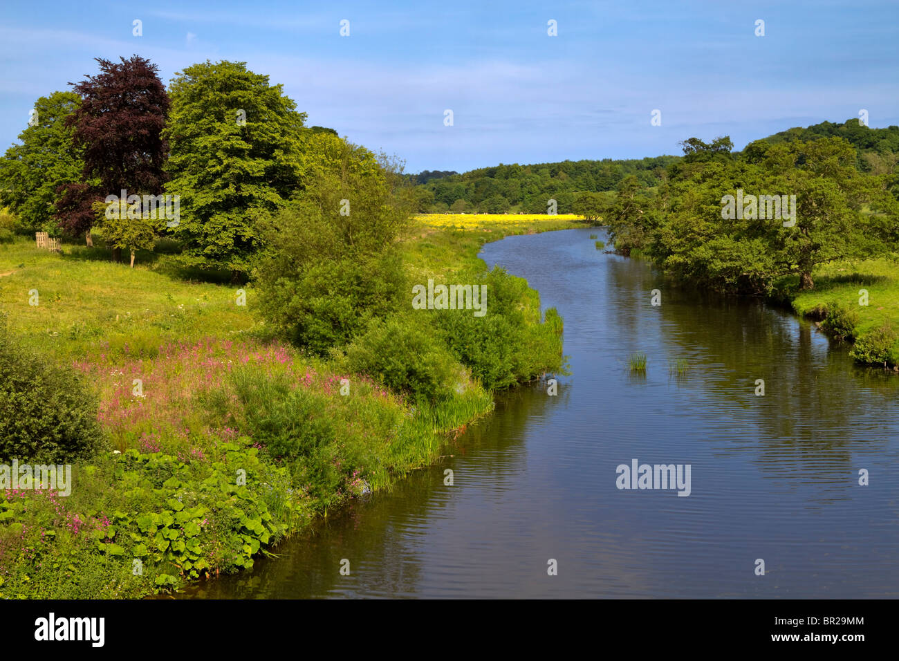 River Aln, meanders through peaceful countryside near Alnwick, Northumberland Stock Photo
