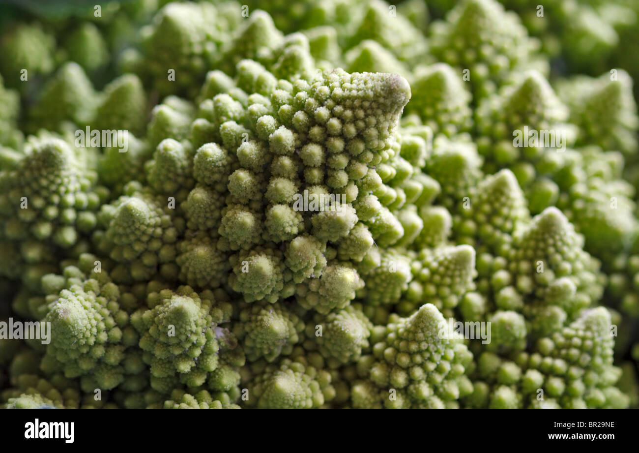 Romanescu Romanesco broccoflower Roman Cauliflower broccolo coral broccoli spiral fractal vegetable Stock Photo