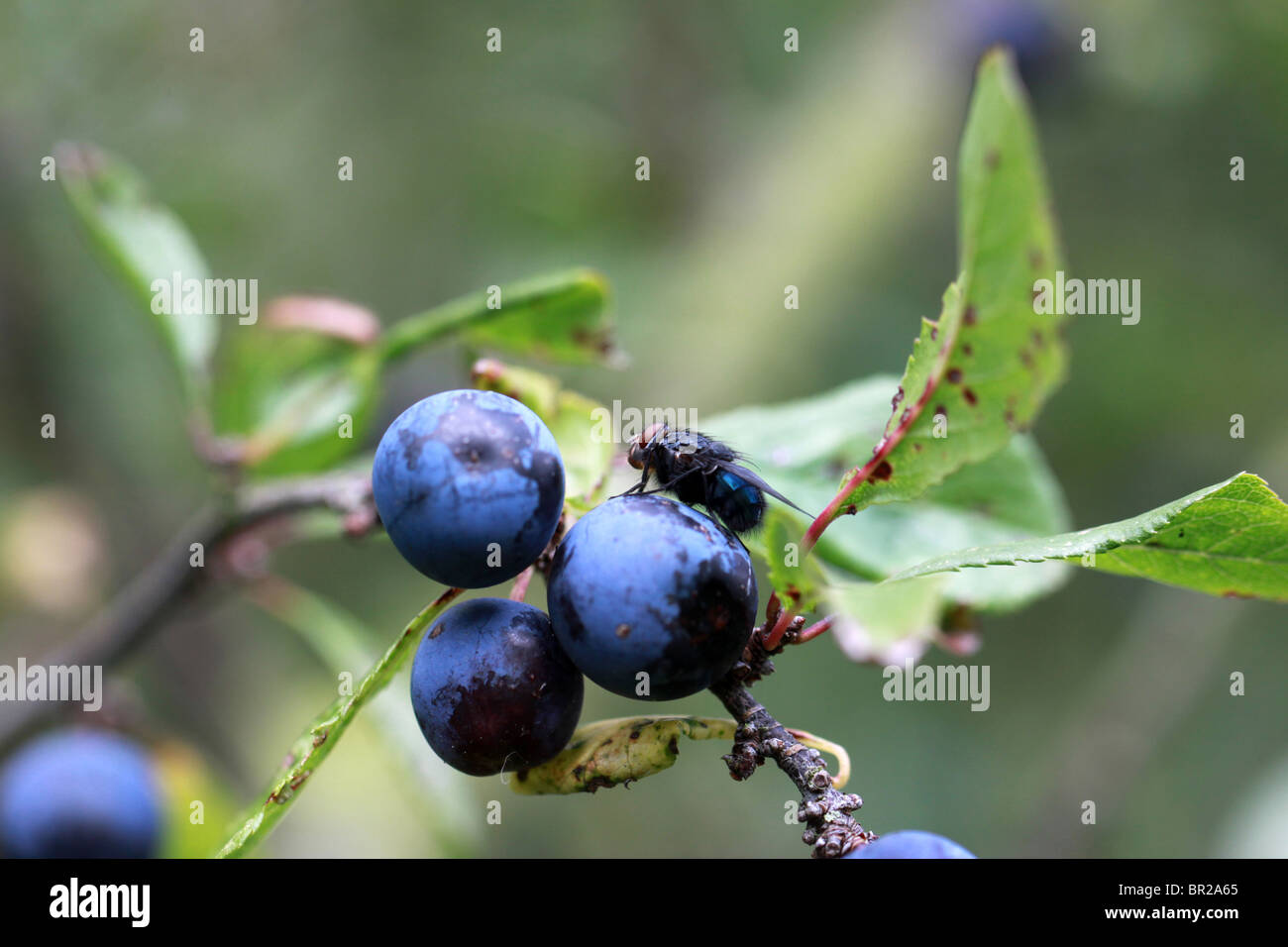 sloe or blackthorn fruits and leaves, with a bluebottle fly Stock Photo