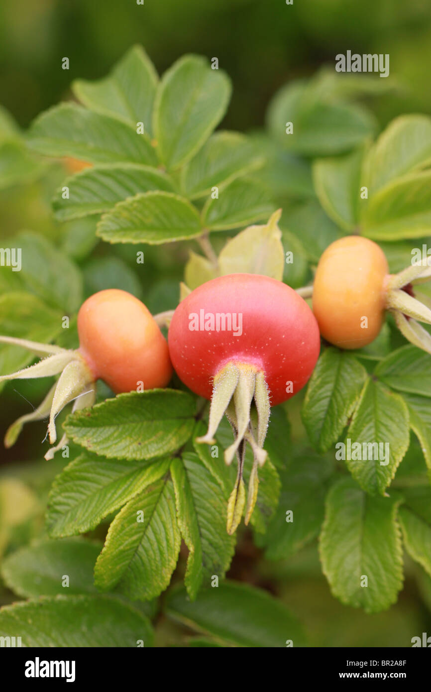 rosa rugosa rosehips and leaves Stock Photo