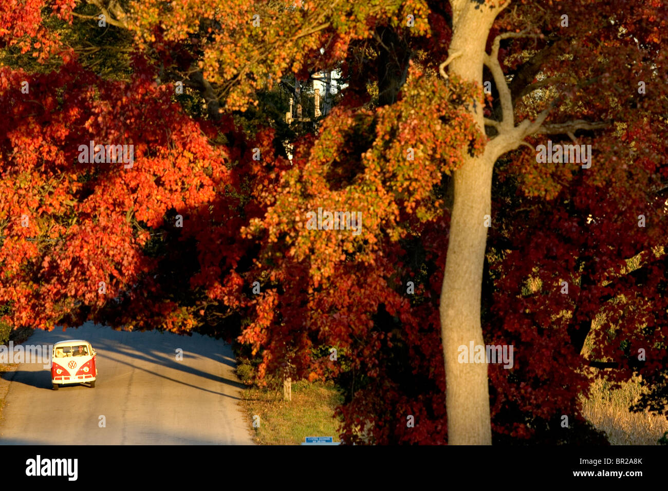 A vintage car travels down a road in Autumn in East Woodstock