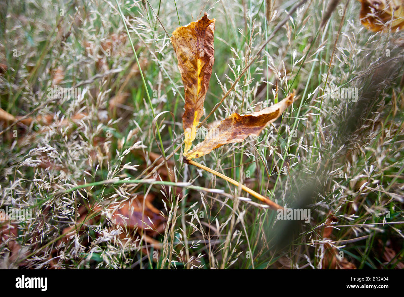 Dry autumn leaves in tall grass Stock Photo - Alamy