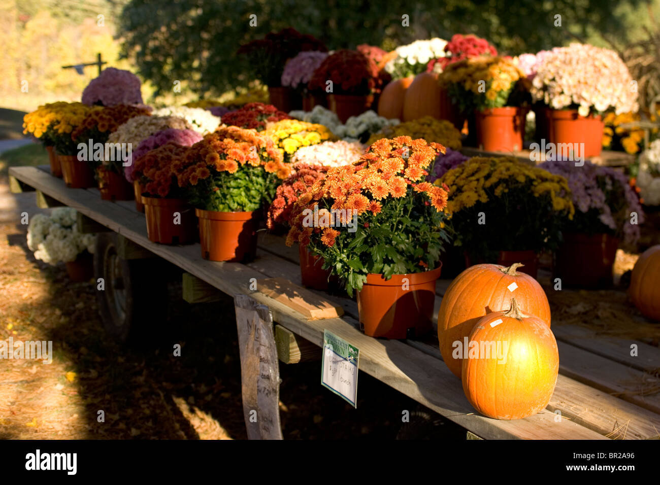 Chrysanthemums and pumpkins for sale at a farm stand near Woodstock, Connecticut. Stock Photo