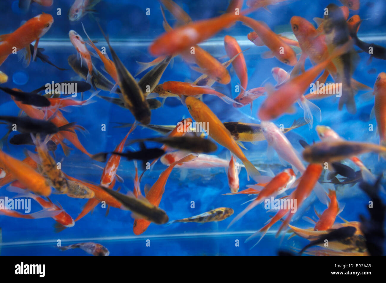 Goldfish for sale on the street in front of the Dafo Si (Big Buddha) Temple in Zhangye, China. Stock Photo