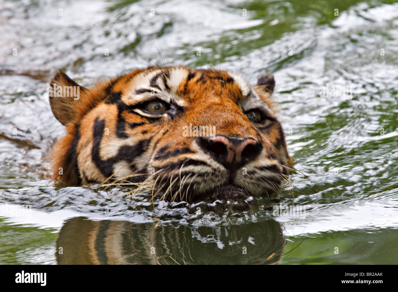 Sumatran Tiger swimming Stock Photo