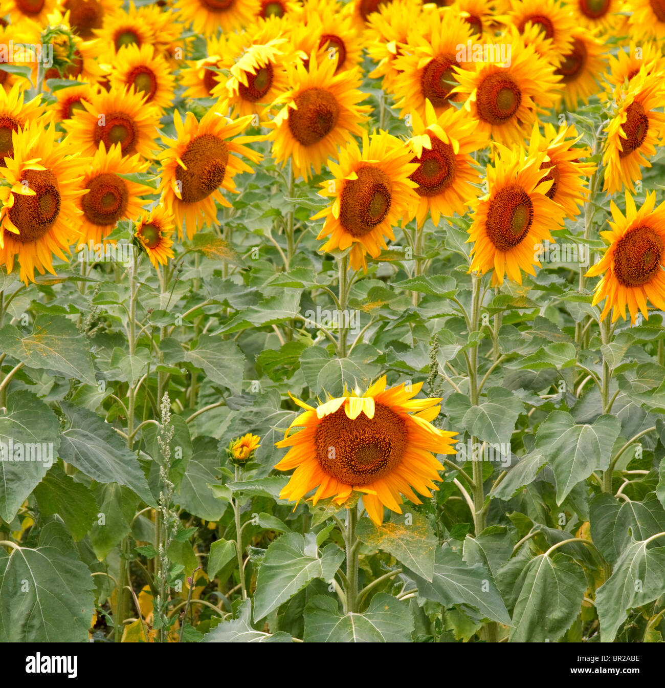 Sunflowers growing in a field in Prince Edward County, Ontario, Canada Stock Photo Alamy